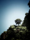 lonely tree at a limestone mountain cliff Royalty Free Stock Photo