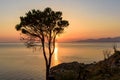 Lonely tree on the cliff at Tyrrhenian Sea Royalty Free Stock Photo