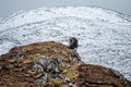 Lonely tree close to Mount Errigal, the highest mountain in Donegal - Ireland Royalty Free Stock Photo