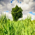 Lonely tree in the cloudy sky Royalty Free Stock Photo