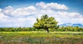 Lonely tree on the coast of Adriatic sea. Colorful morning scene of Croatia, Europe. Bright summer panorama in the mountain valley Royalty Free Stock Photo