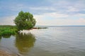 Lonely tree on the coast of Pleshcheevo lake in the village of Veskovo in Pereslavl district, Russia Royalty Free Stock Photo