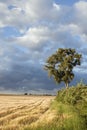 Lonely Tree in the Corn Field Royalty Free Stock Photo