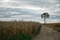 Lonely tree in a corn field