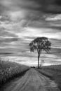 Lonely tree in a corn field Royalty Free Stock Photo