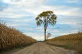 Lonely tree in a corn field