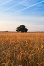 Lonely tree on the corn field Royalty Free Stock Photo