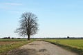 Lonely tree, country road and green fields. Rural scenery with country road. Countryside landscape Royalty Free Stock Photo