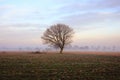 Lonely tree on the countryside under a sunrise sky Royalty Free Stock Photo