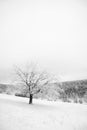 A lonely tree covered with frost against the backdrop of a snow-covered forest. Natural background Royalty Free Stock Photo