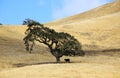 Lonely tree and cow Royalty Free Stock Photo