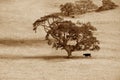 Lonely tree and cow Royalty Free Stock Photo