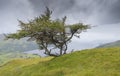 Lonely tree on Craig Varr, Scotland Royalty Free Stock Photo