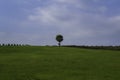 Lonely tree, Croatia Royalty Free Stock Photo