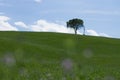 Lonely tree and cross, Tuscan