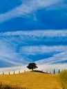 Lonely tree and cypress in Tuscan field Royalty Free Stock Photo