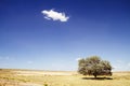 Lonely tree in desert Royalty Free Stock Photo