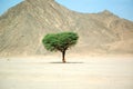 Lonely tree in the desert Royalty Free Stock Photo