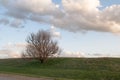 lonely tree in the desert against the sky Royalty Free Stock Photo