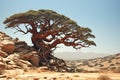 Lonely tree in the desert