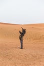 Lonely Tree in The Desert at Dubai Royalty Free Stock Photo