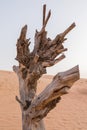 Lonely Tree in The Desert at Dubai Royalty Free Stock Photo