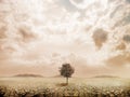 Lonely tree in the desert