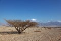 Lonely tree in desert Royalty Free Stock Photo