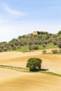 Lonely tree on a dirt road in a field with a olive farm Royalty Free Stock Photo