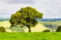 Lonely tree - Dorrigo Royalty Free Stock Photo