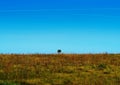 Lonely tree on dramatic fall meadow landscape backdrop Royalty Free Stock Photo