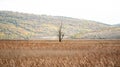 A lonely tree dried in centre of wheat field autumn hill landscape alone fog foggy mist early morning autumn Royalty Free Stock Photo