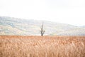 A lonely tree dried in centre of wheat field autumn hill landscape alone fog foggy mist early morning autumn Royalty Free Stock Photo