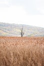 A lonely tree dried in centre of wheat field autumn hill landscape alone fog foggy mist early morning autumn Royalty Free Stock Photo