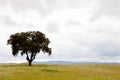 Lonely tree on dry grass with a cloudy sky Royalty Free Stock Photo