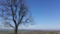 Lonely tree in early spring