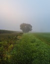 Lonely tree on edge of corn field in misty fog and morning sunrise. Czech landscape Royalty Free Stock Photo