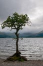 Lonely tree at the edge of a lake at sunset. Cloudy stormy sky. Longexposure , Loch Lomond Scotland