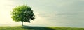 A lonely tree at the empty green field, large copy space for text, panoramic landscape Royalty Free Stock Photo