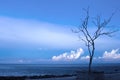 Lonely tree on empty tropic beach with rocks and sea. Fluffy clouds in blue sky above dark sea.