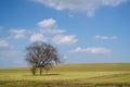 Lonely tree in an endless wheat field in spring Royalty Free Stock Photo