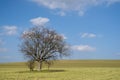 Lonely tree in an endless wheat field in spring Royalty Free Stock Photo