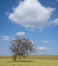 Lonely tree in an endless wheat field in spring Royalty Free Stock Photo
