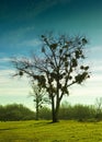 Lonely tree with European mistletoe