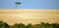 Lonely tree in the expanse of savanah