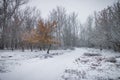 Lonely tree with faded leaves among winter park and leafless trees.