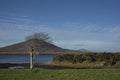 Lonely tree on an Irish shore