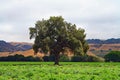 Lonely Tree on the Farm (CA 00615 Royalty Free Stock Photo