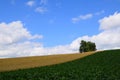 Lonely tree on farmland against blue sky during summer season in Biei, Hokkaido, Japan. Royalty Free Stock Photo