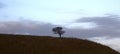 A lonely tree in a field against the sky with running clouds. A lonely tree on a hill at sunset.